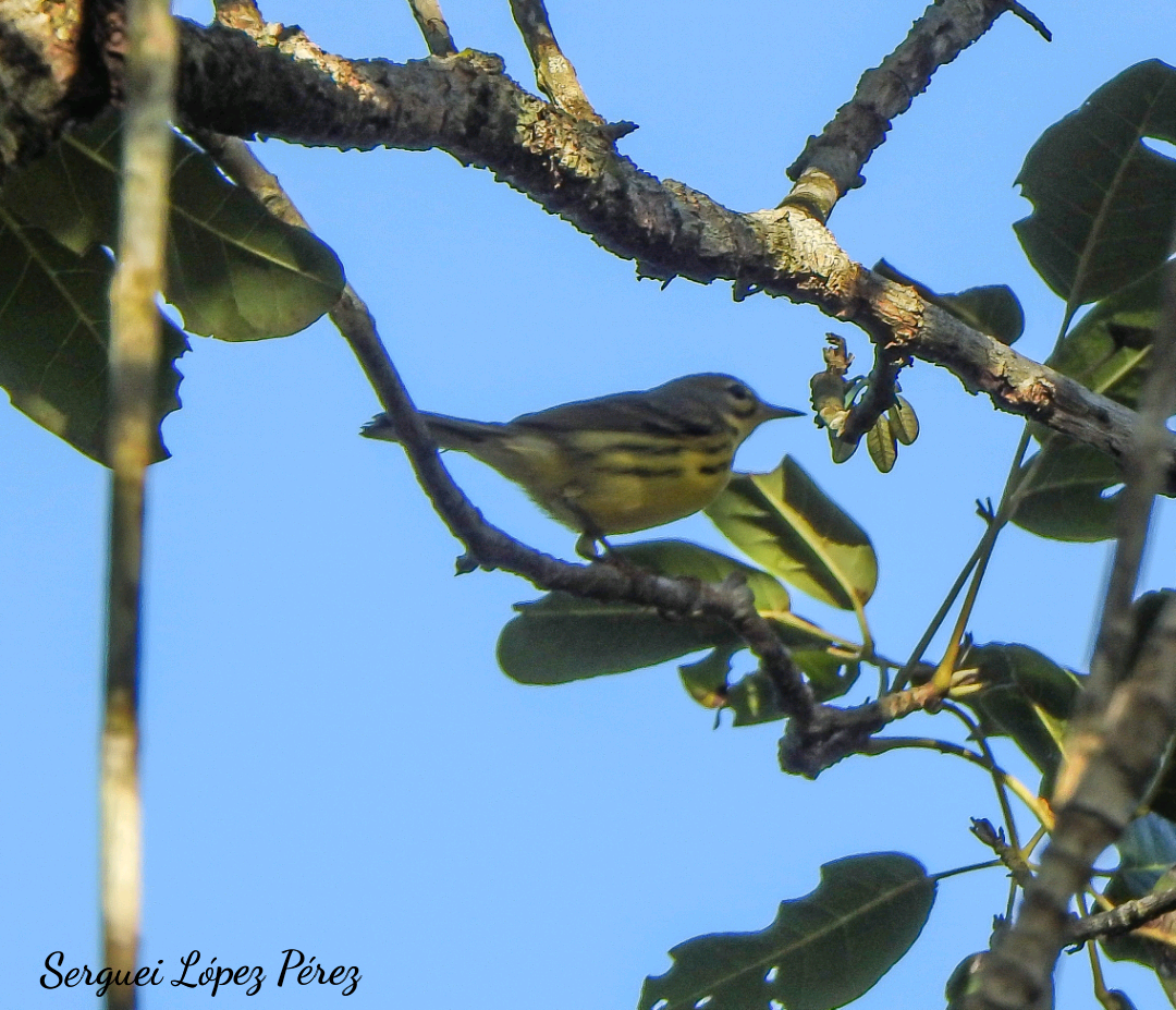 Prairie Warbler - ML647307718