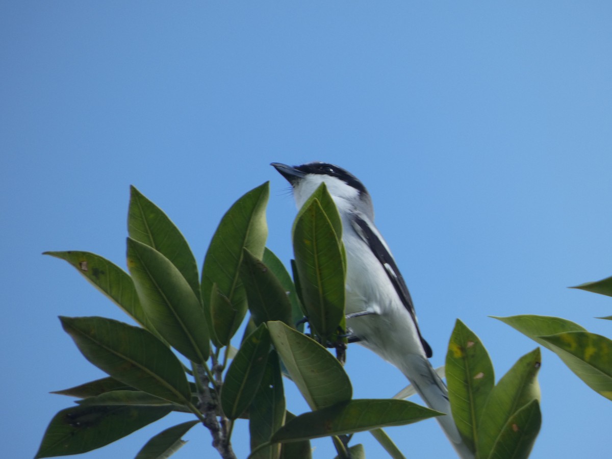 Loggerhead Shrike - ML647307719