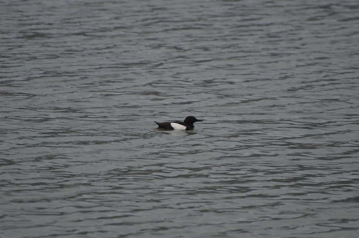 Black Guillemot - ML647307720