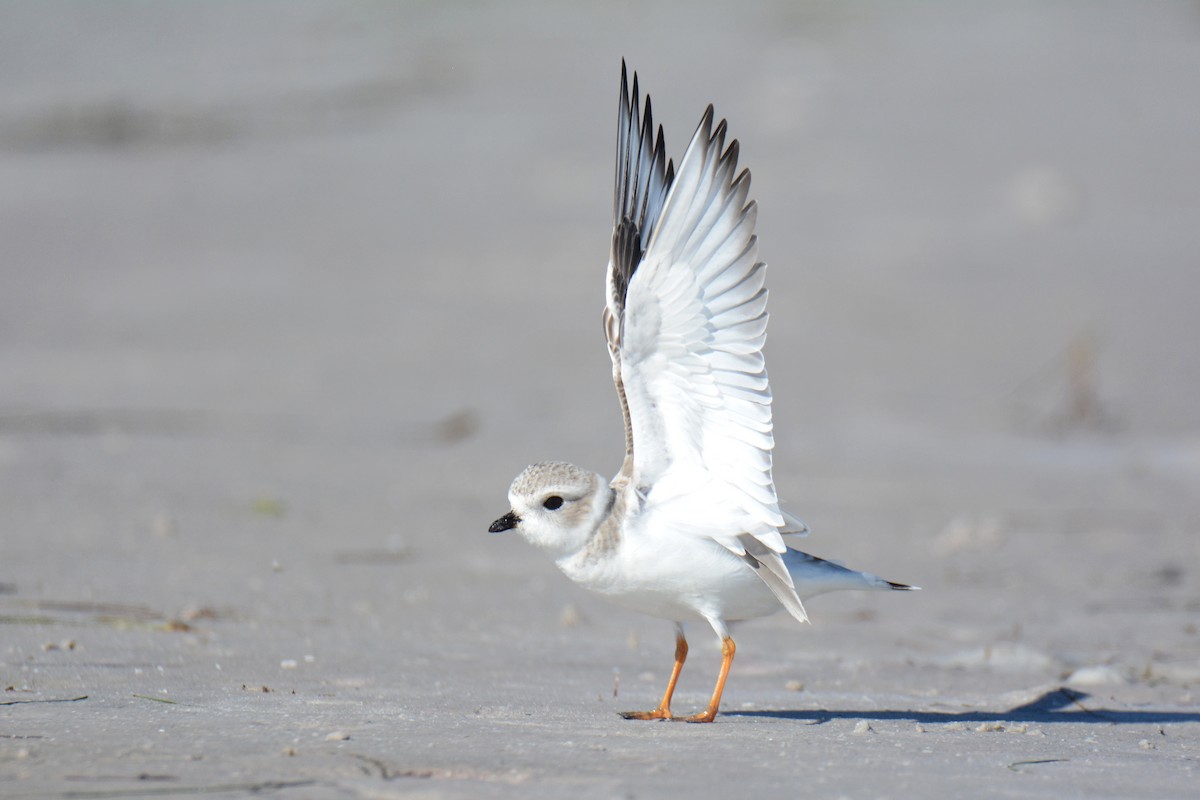 Flötenregenpfeifer - ML647307721