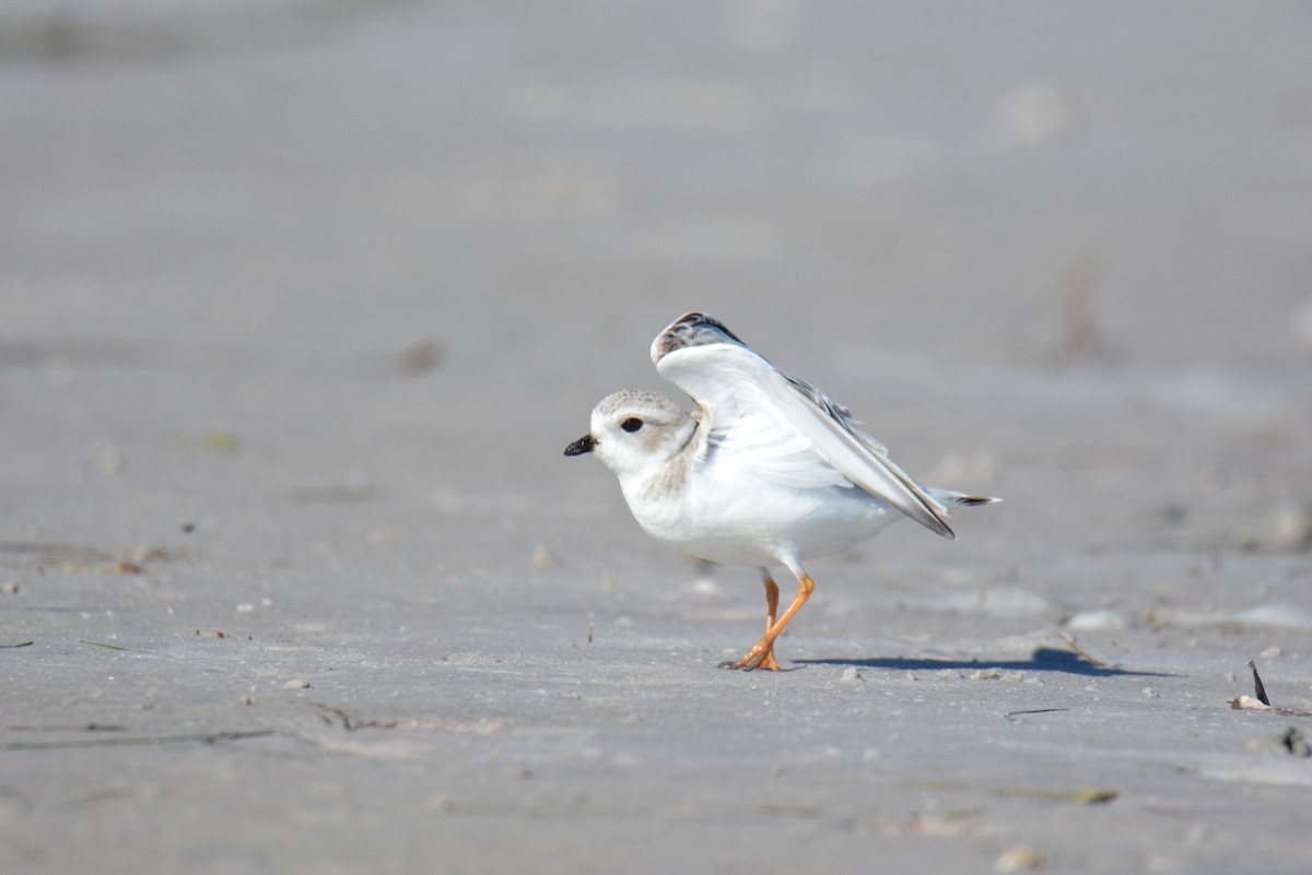 Flötenregenpfeifer - ML647307722