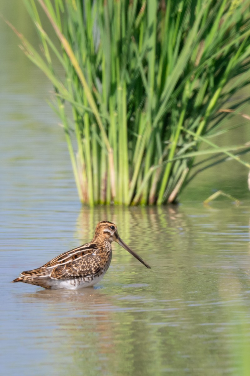 田鷸 - ML647307723