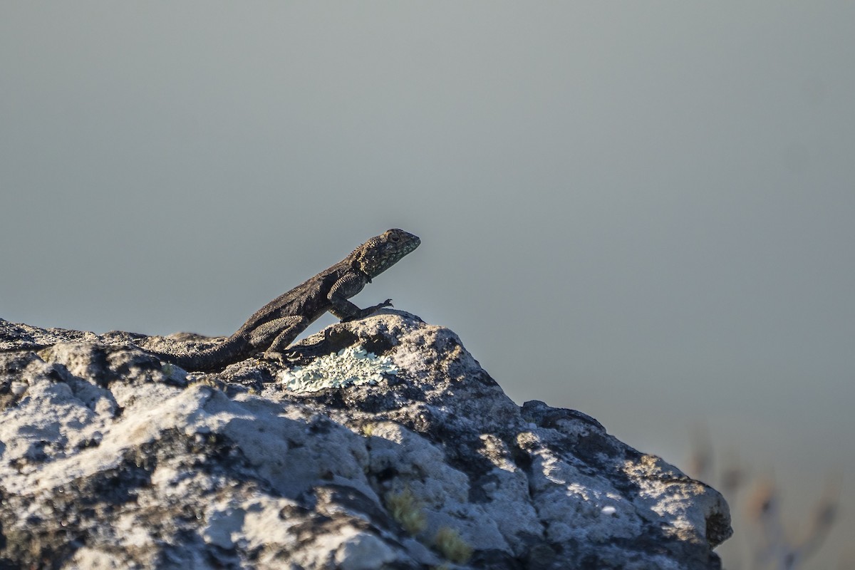 Southern Rock Agama - ML647307734