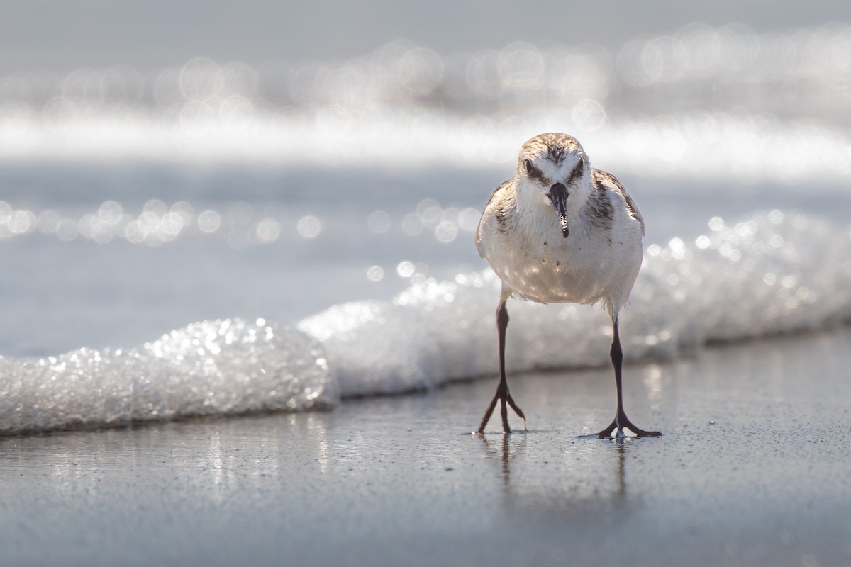 三趾濱鷸 - ML647307741