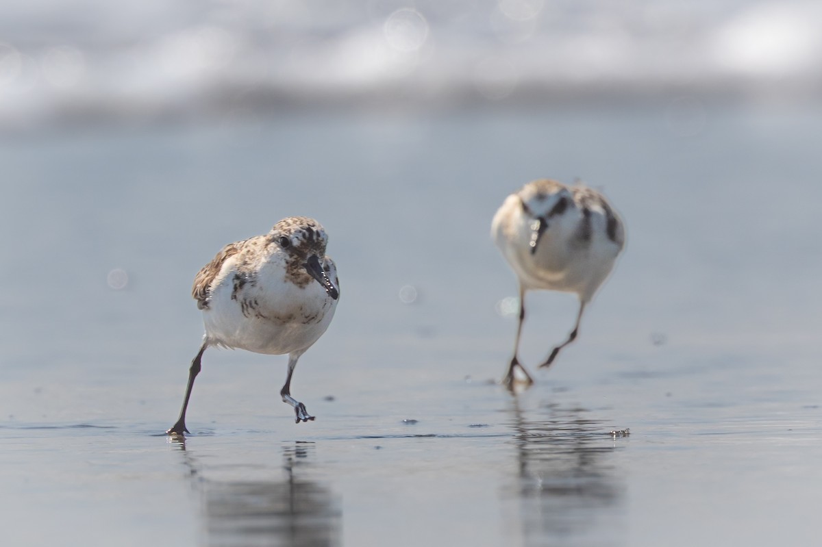 三趾濱鷸 - ML647307742