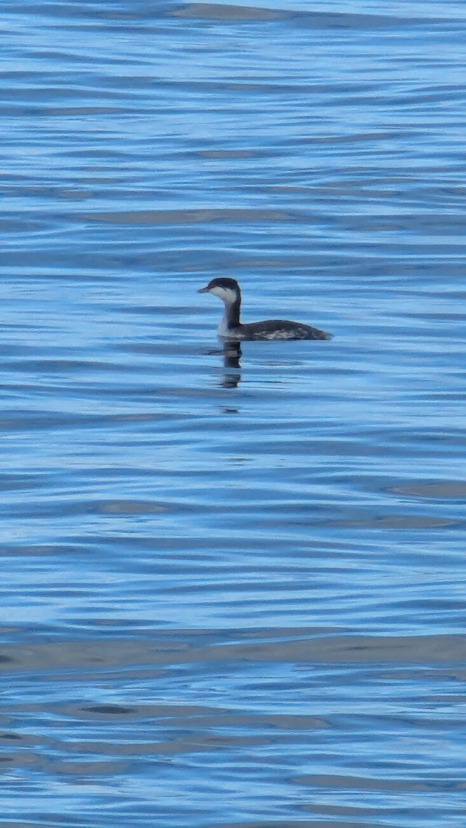 potápka žlutorohá - ML647307748