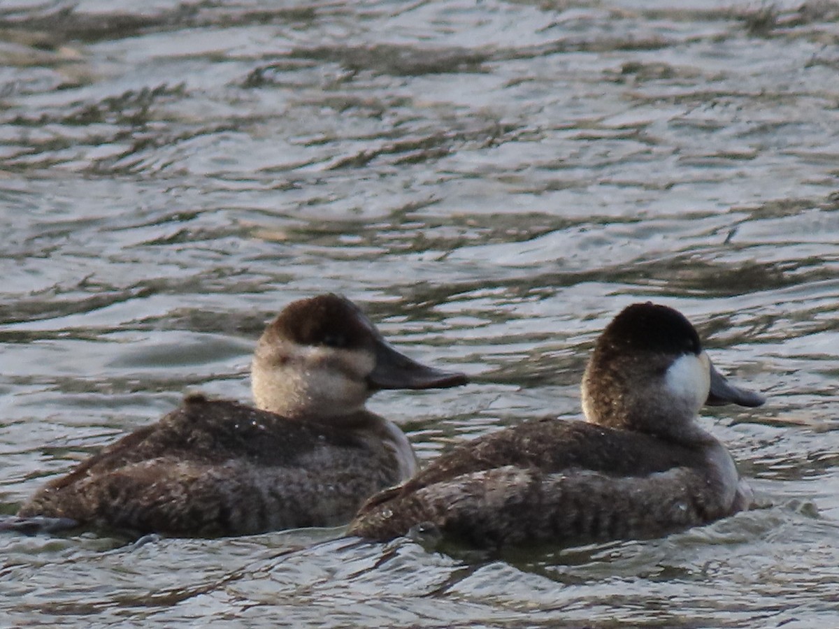 Ruddy Duck - ML647307771