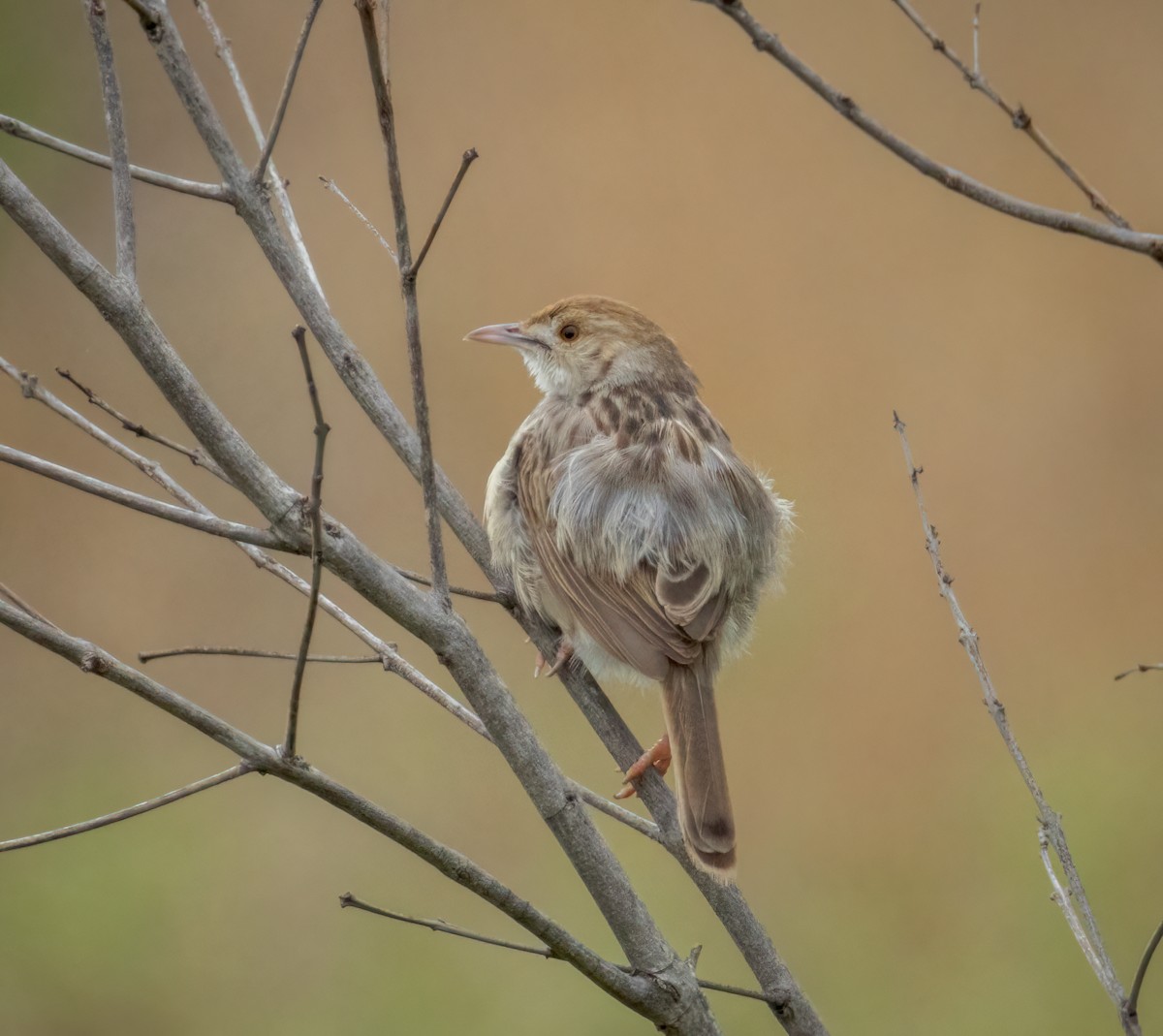 Rotscheitel-Zistensänger - ML647307785