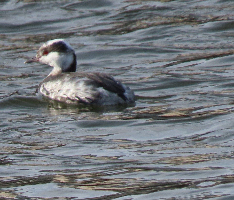 Horned Grebe - ML647307792