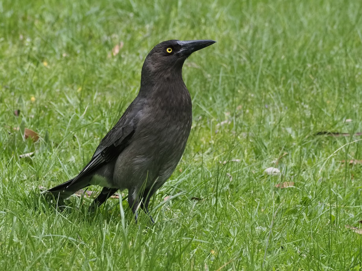 Gray Currawong - ML647307795
