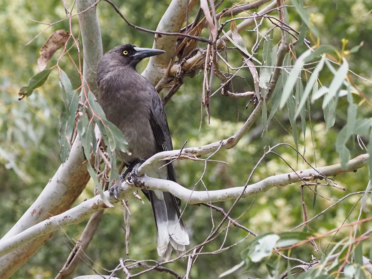 Gray Currawong - ML647307796