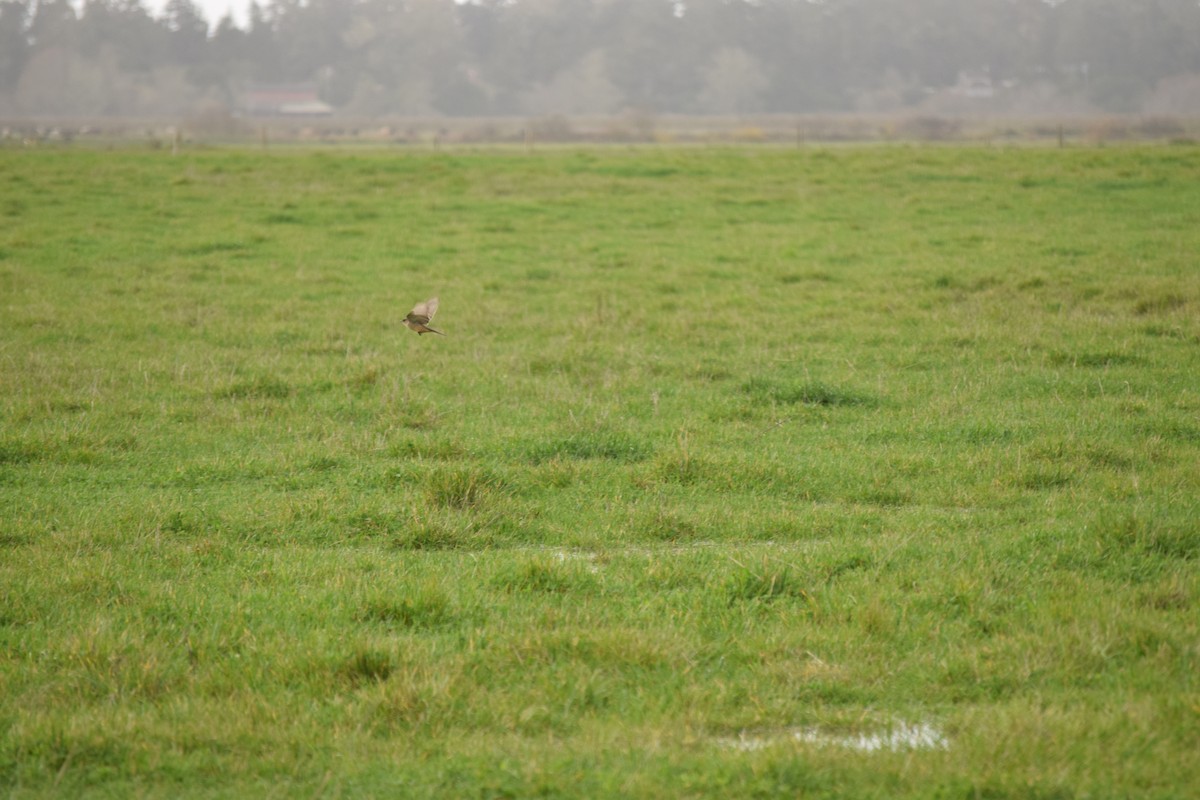 Moucherolle à ventre roux - ML647307798