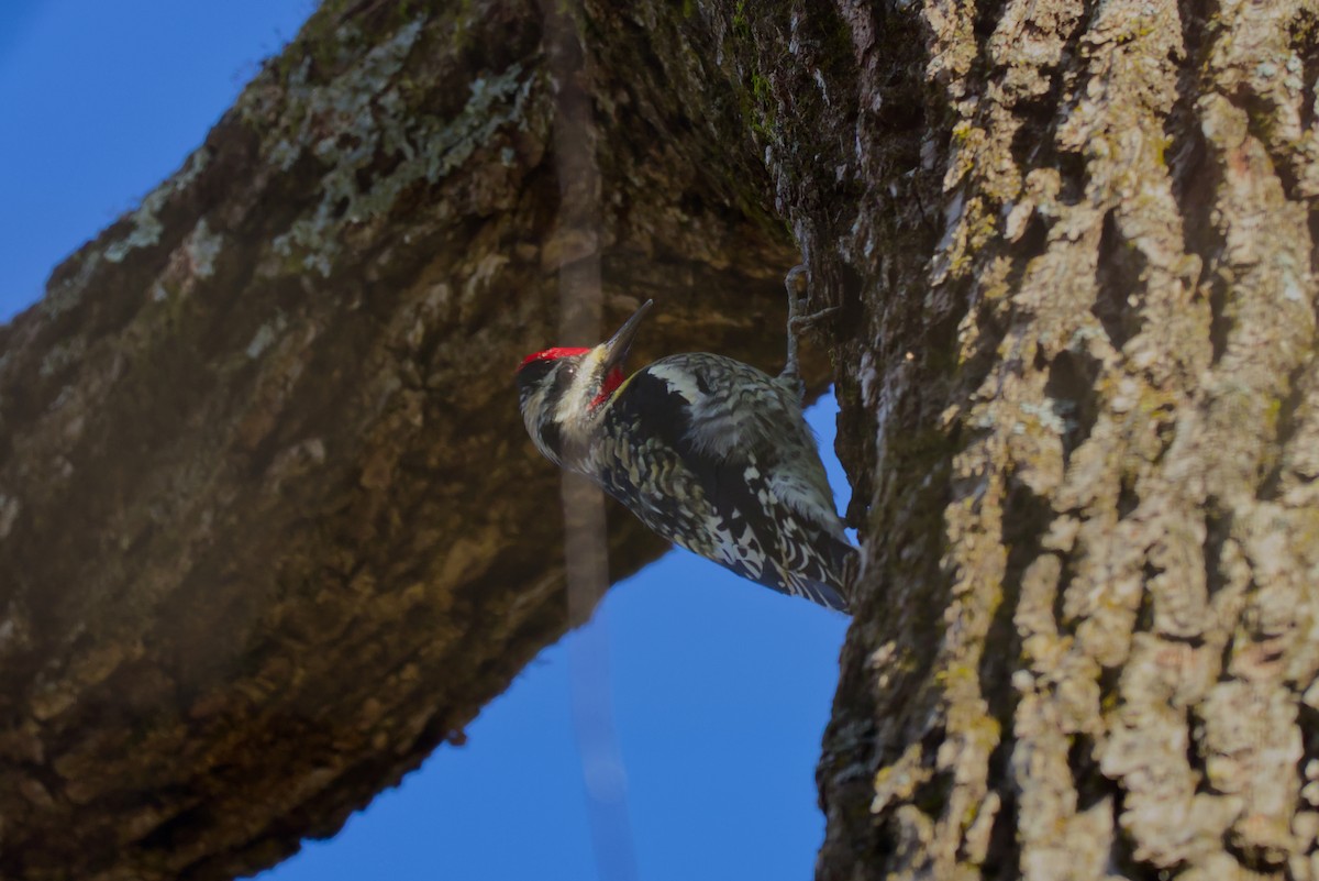 Pic maculé - ML647307799