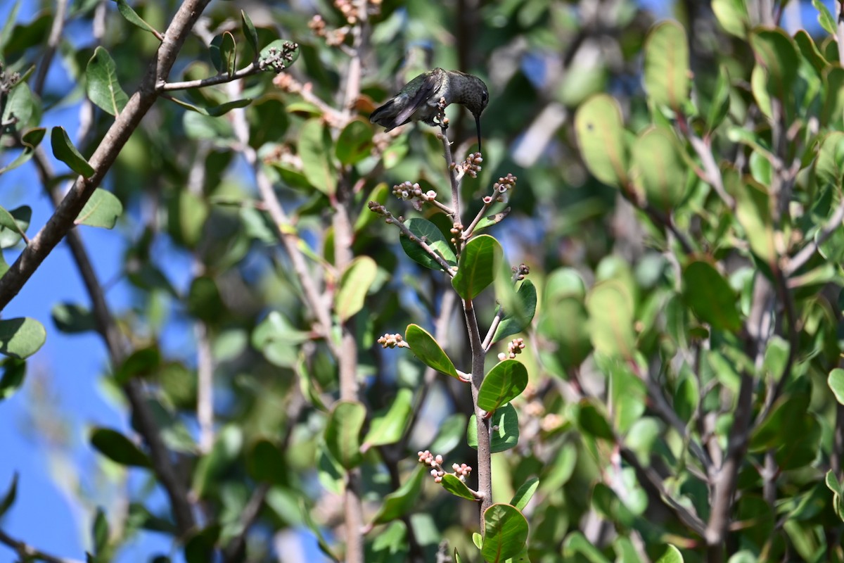 Allen's Hummingbird - ML647307803