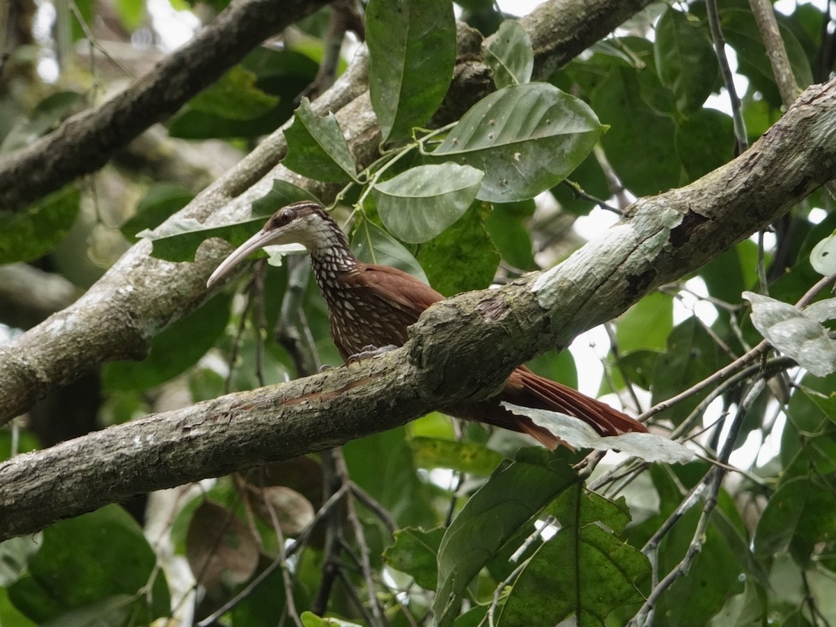 Grimpar nasican - ML647307804