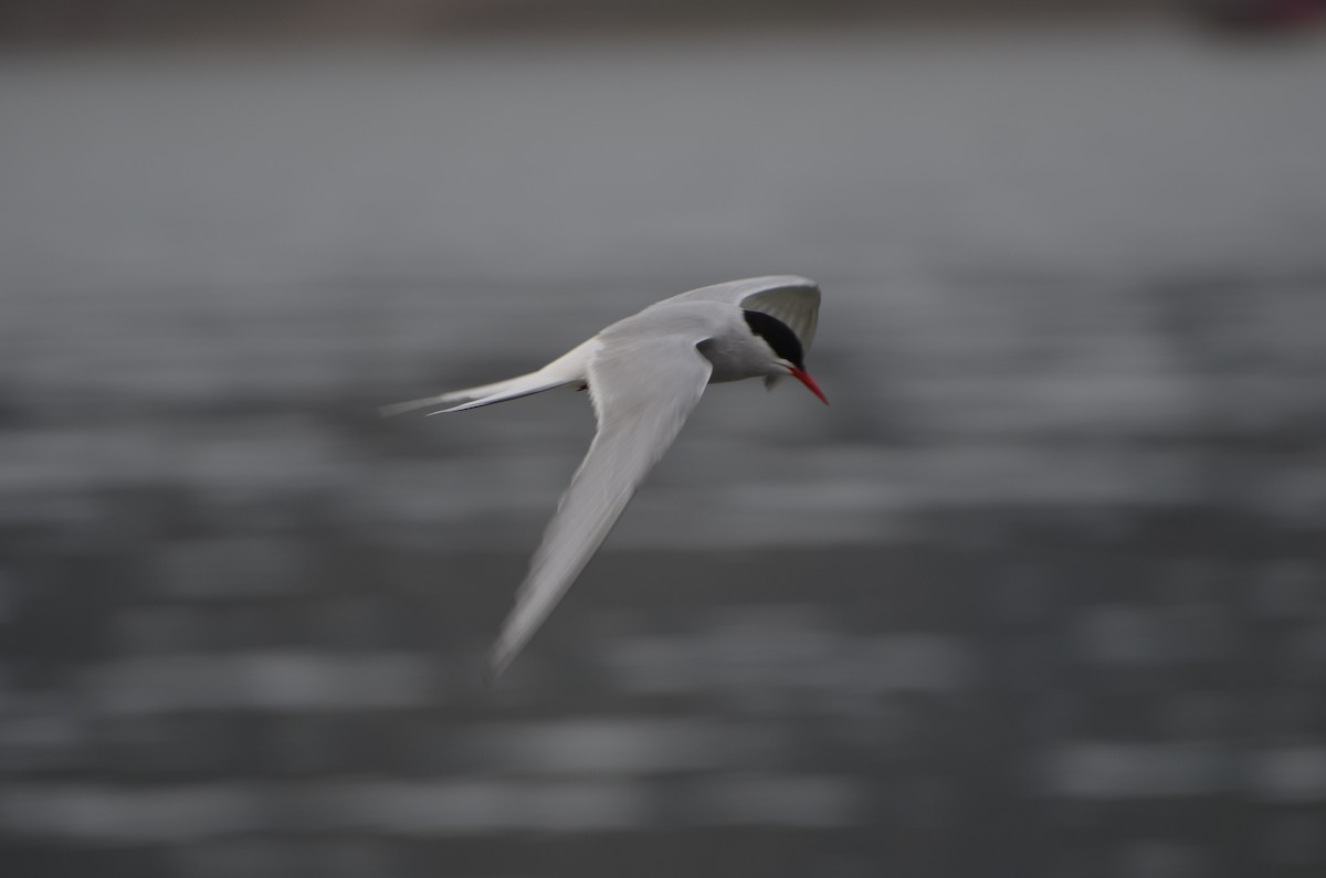 Sterne arctique - ML647307805