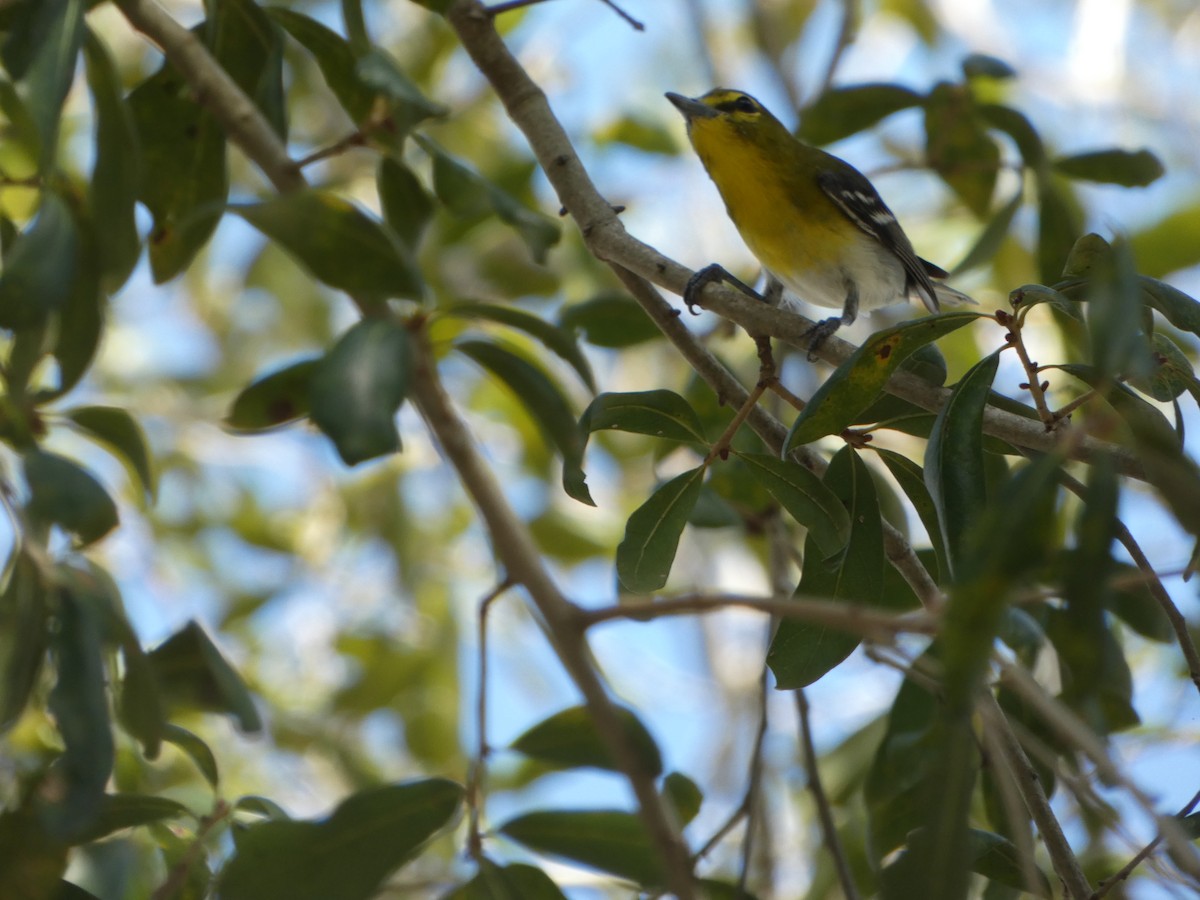 Viréo à gorge jaune - ML647307807