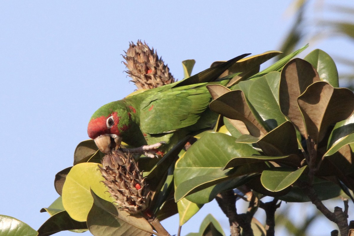 Conure mitrée - ML647307808