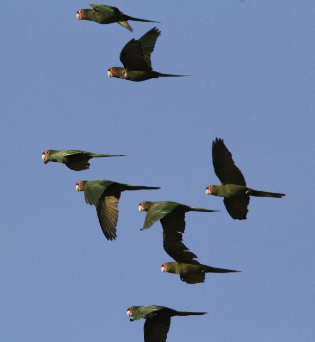 Conure mitrée - ML647307809