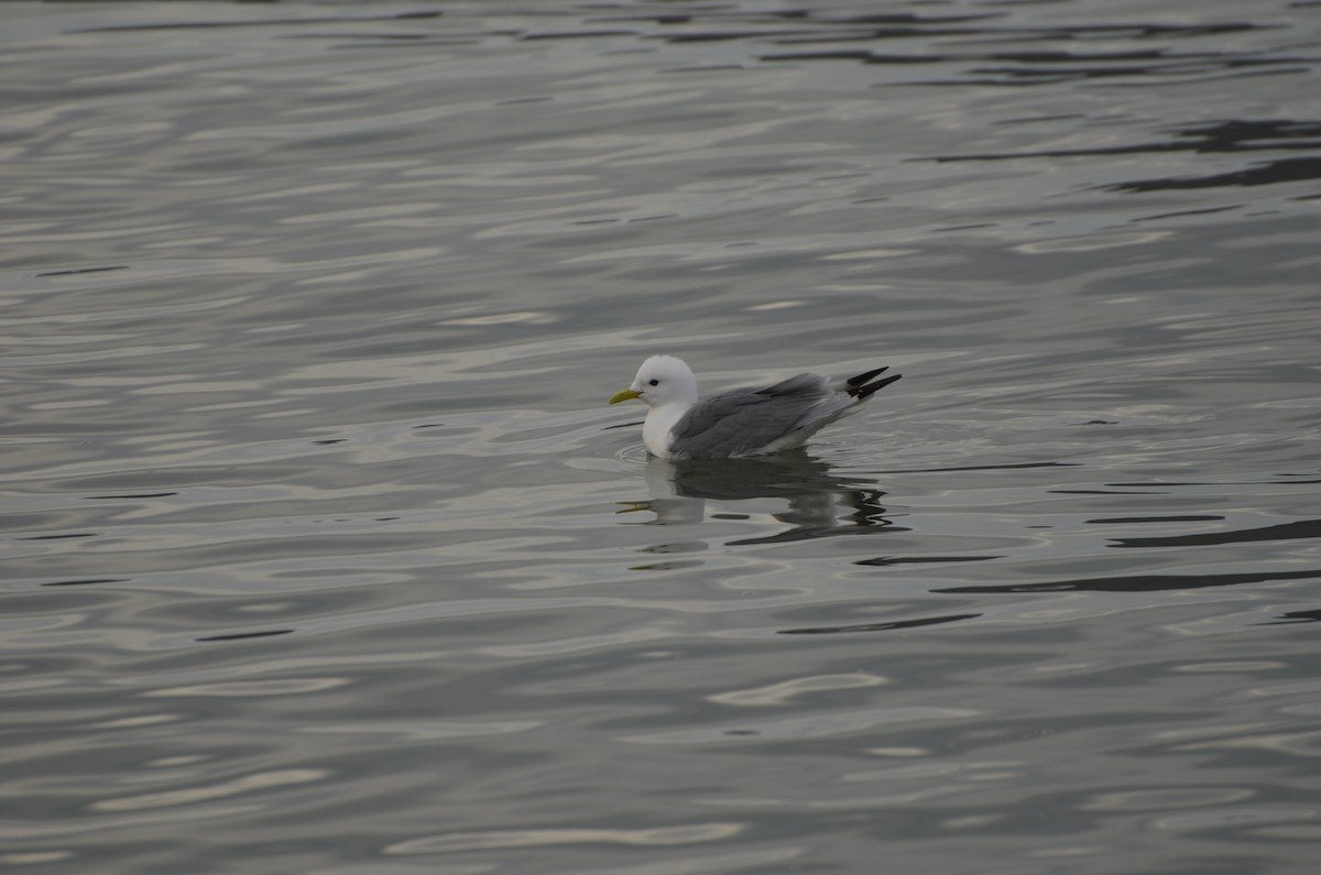 Mouette tridactyle (tridactyla) - ML647307810