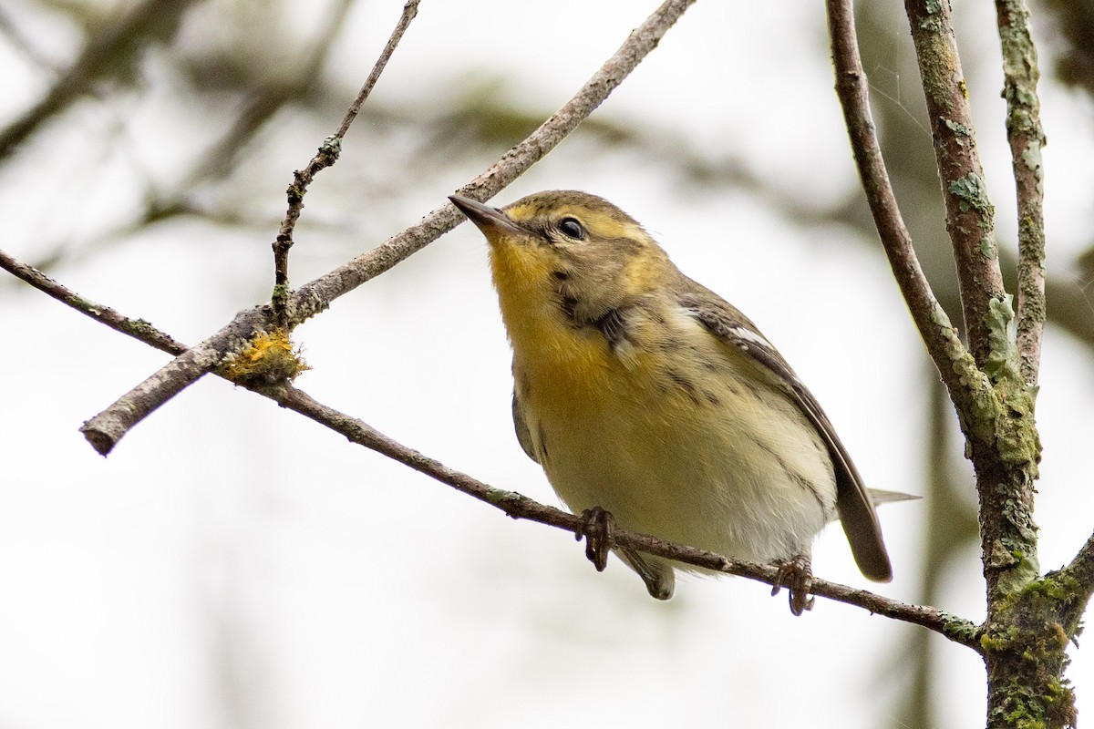 Paruline à gorge orangée - ML647307811