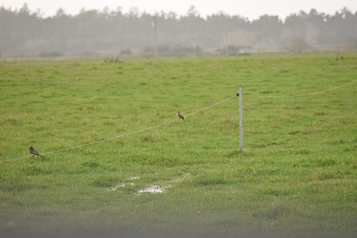 Moucherolle à ventre roux - ML647307812