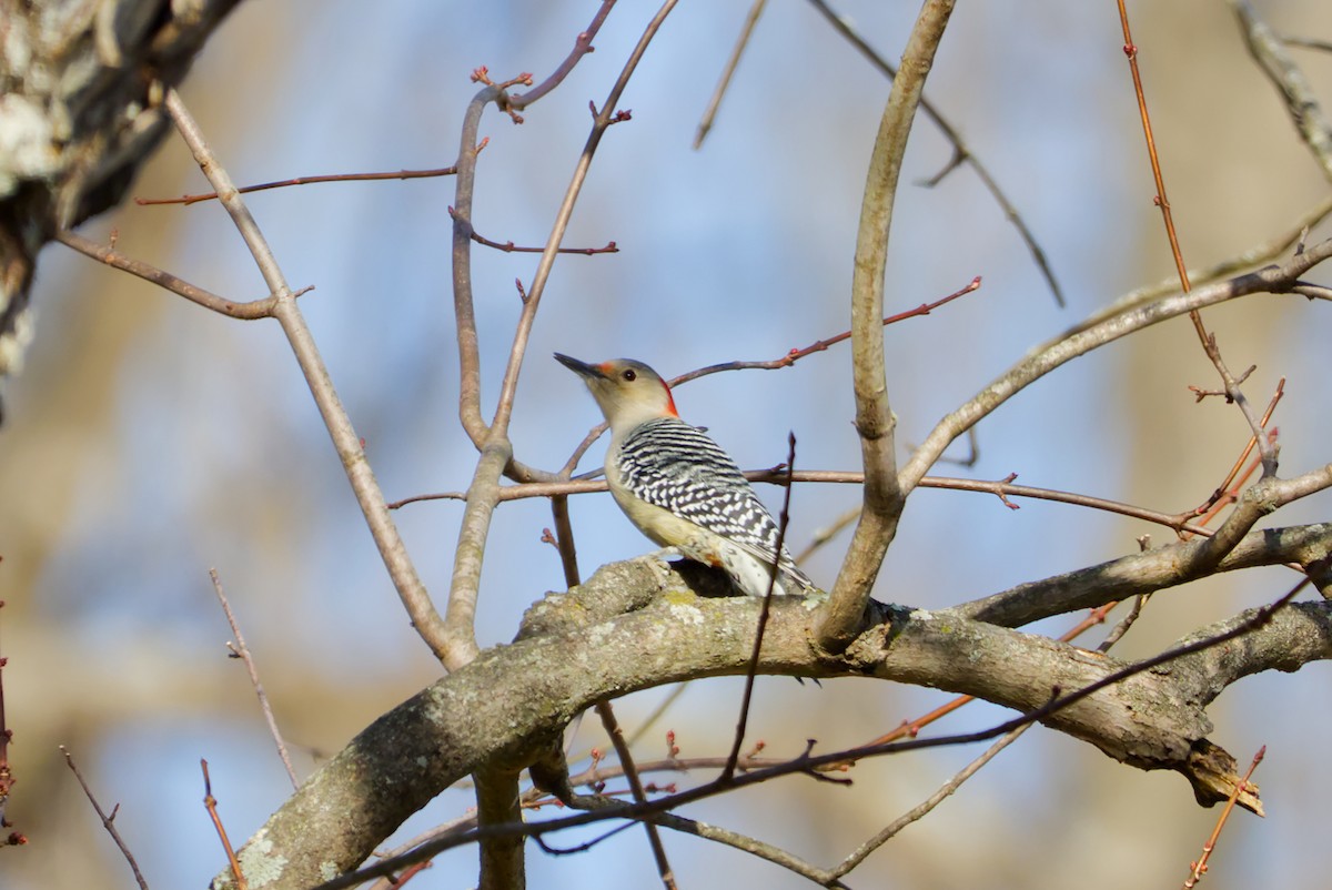 Pic à ventre roux - ML647307813