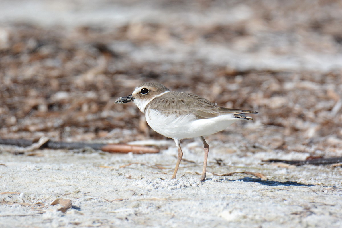 Pluvier de Wilson - ML647307814