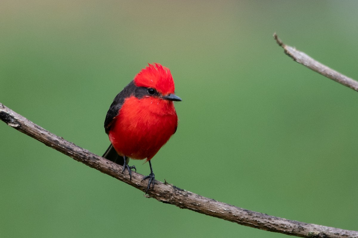 Moucherolle vermillon - ML647307818