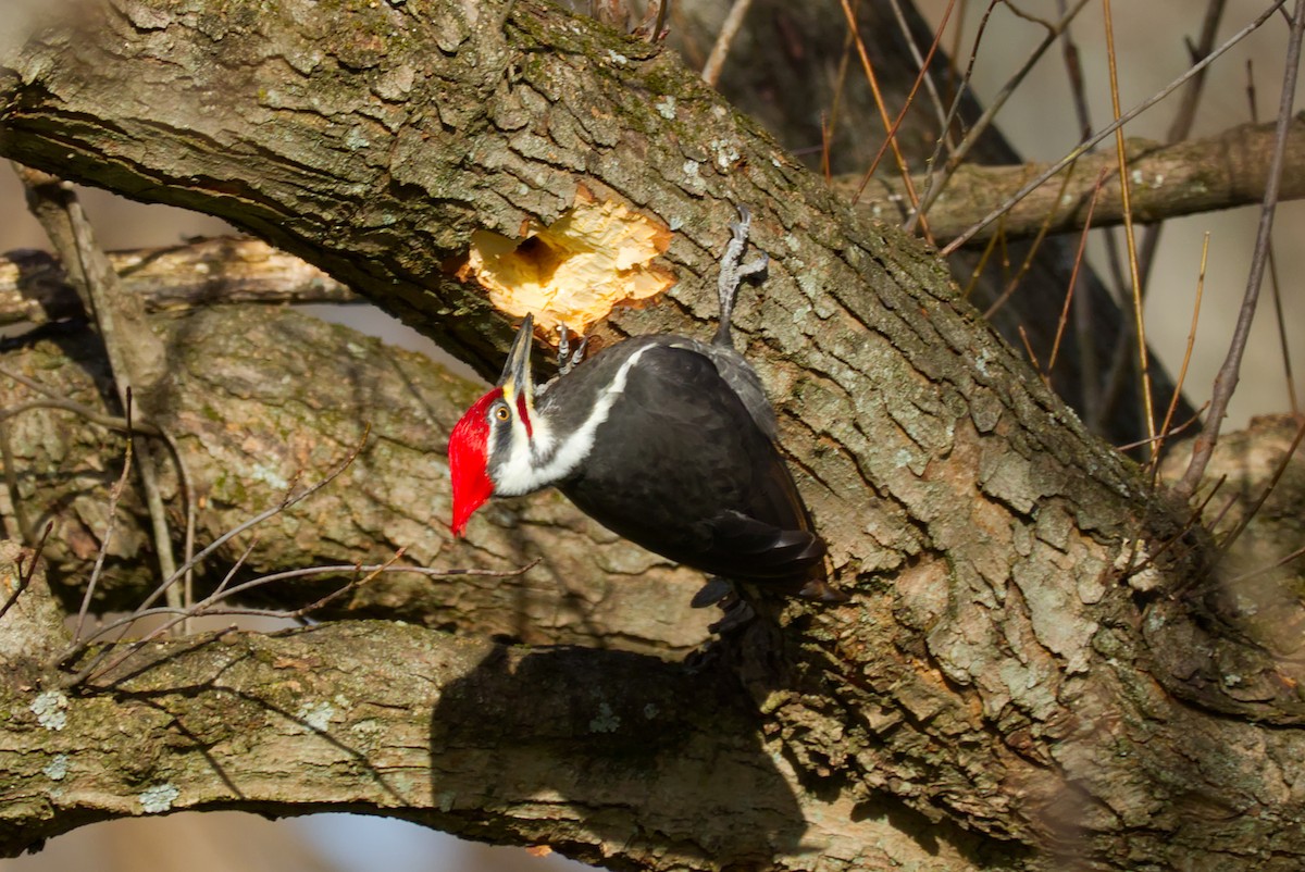 Grand Pic - ML647307819