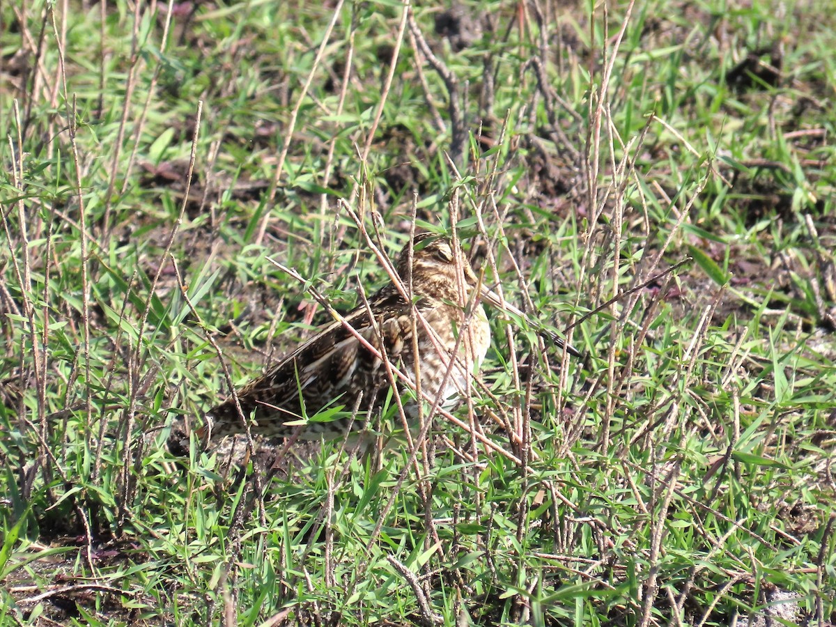 Bécassine de Wilson - ML647307820