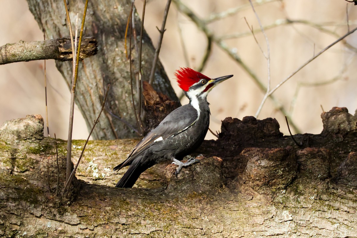 Grand Pic - ML647307821