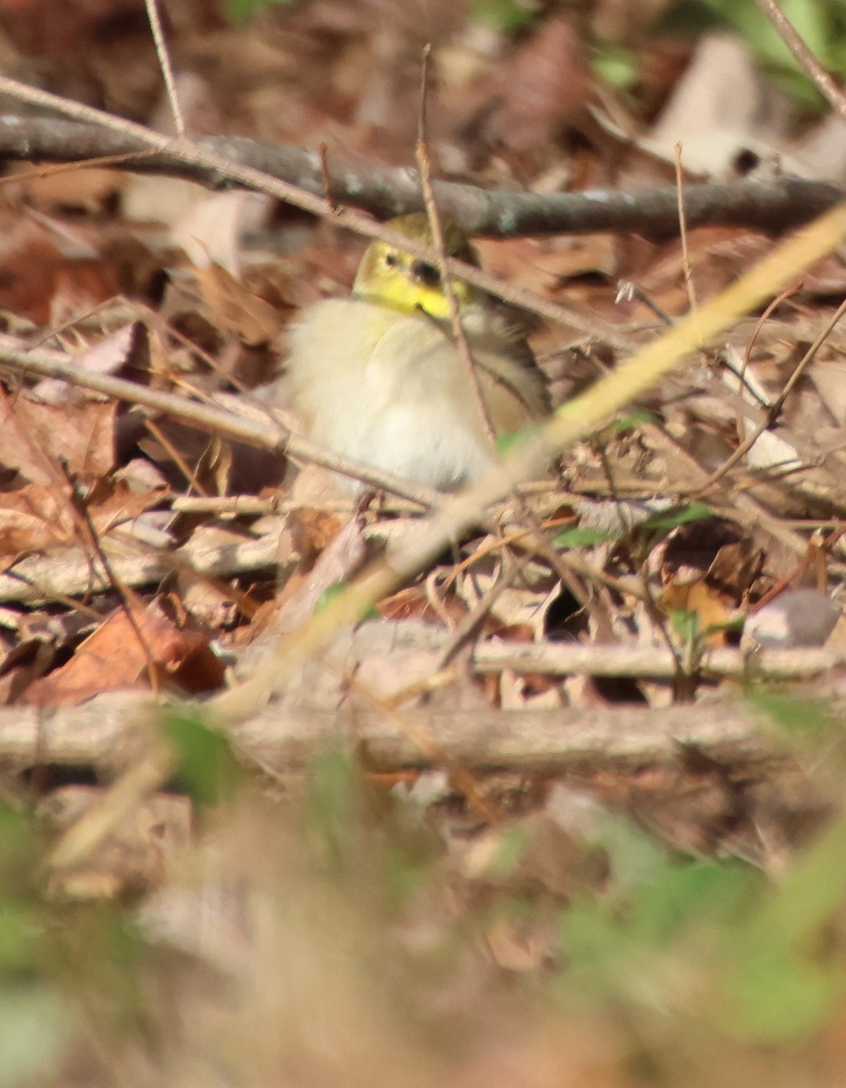 Chardonneret jaune - ML647307822