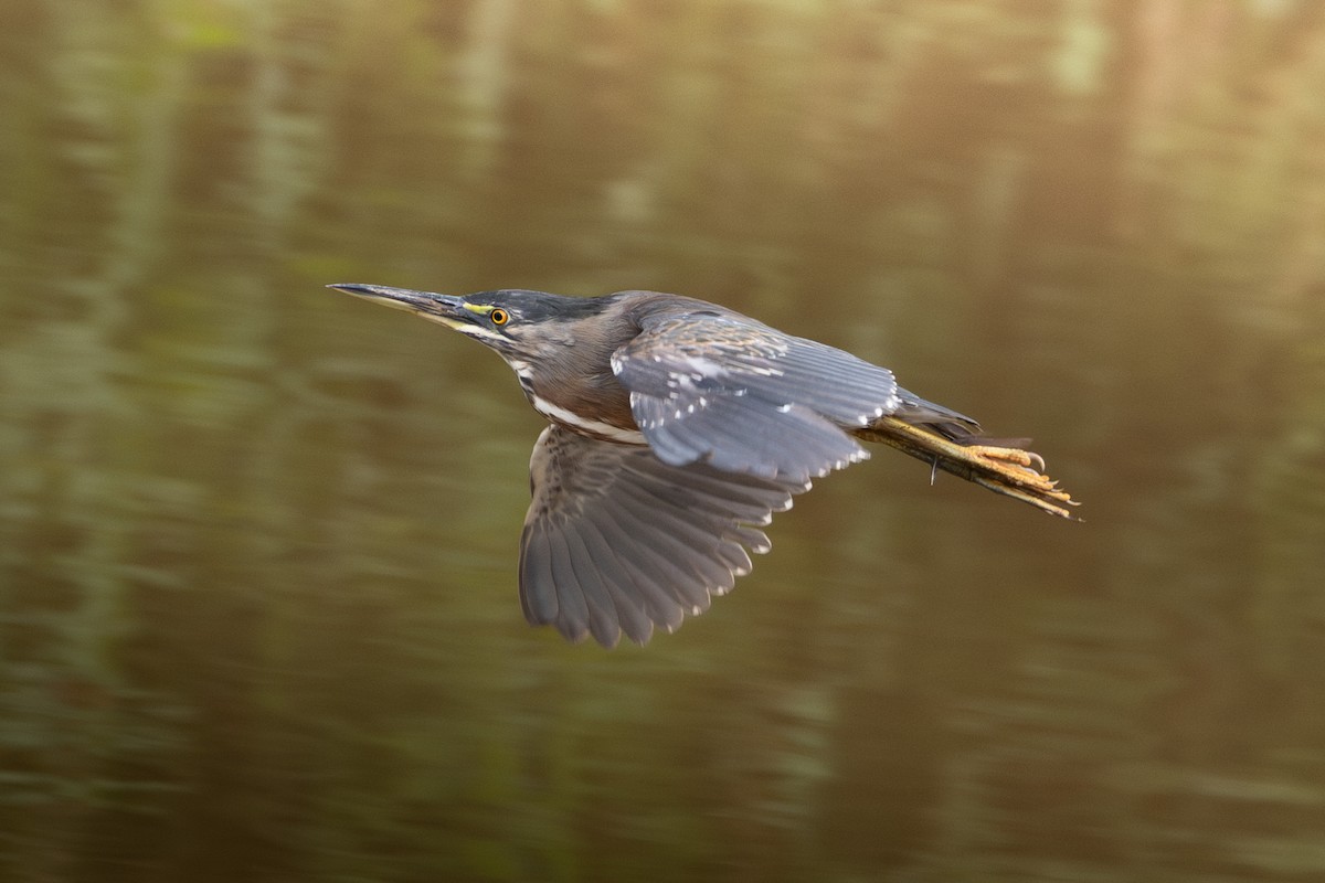 Héron strié - ML647307824