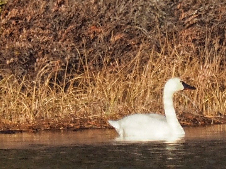 Cygne siffleur - ML647307825