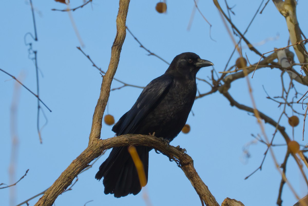 Corneille d'Amérique - ML647307827