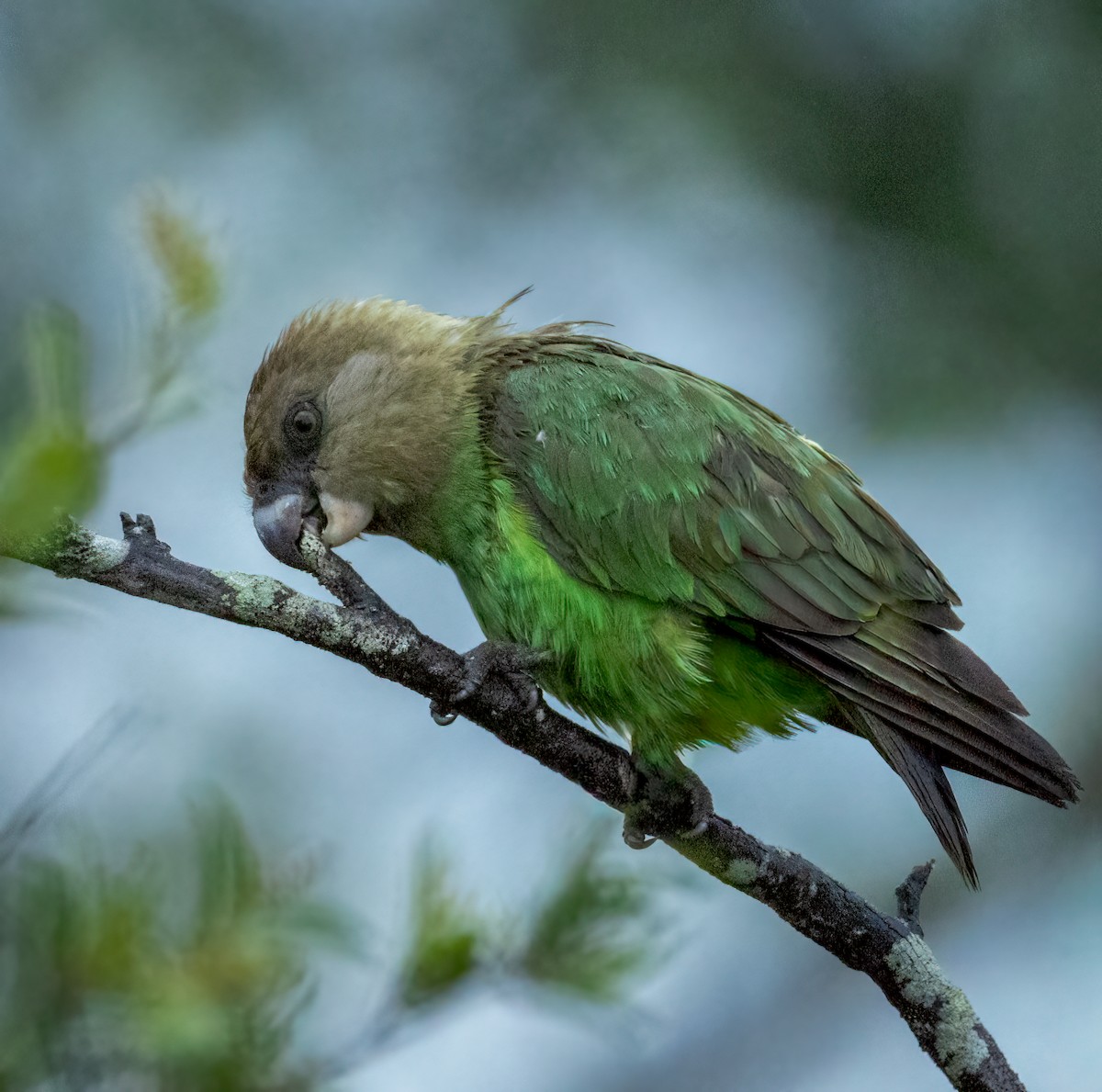 Perroquet à tête brune - ML647307828