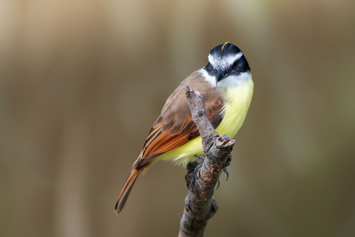 Tyran quiquivi - ML647307830