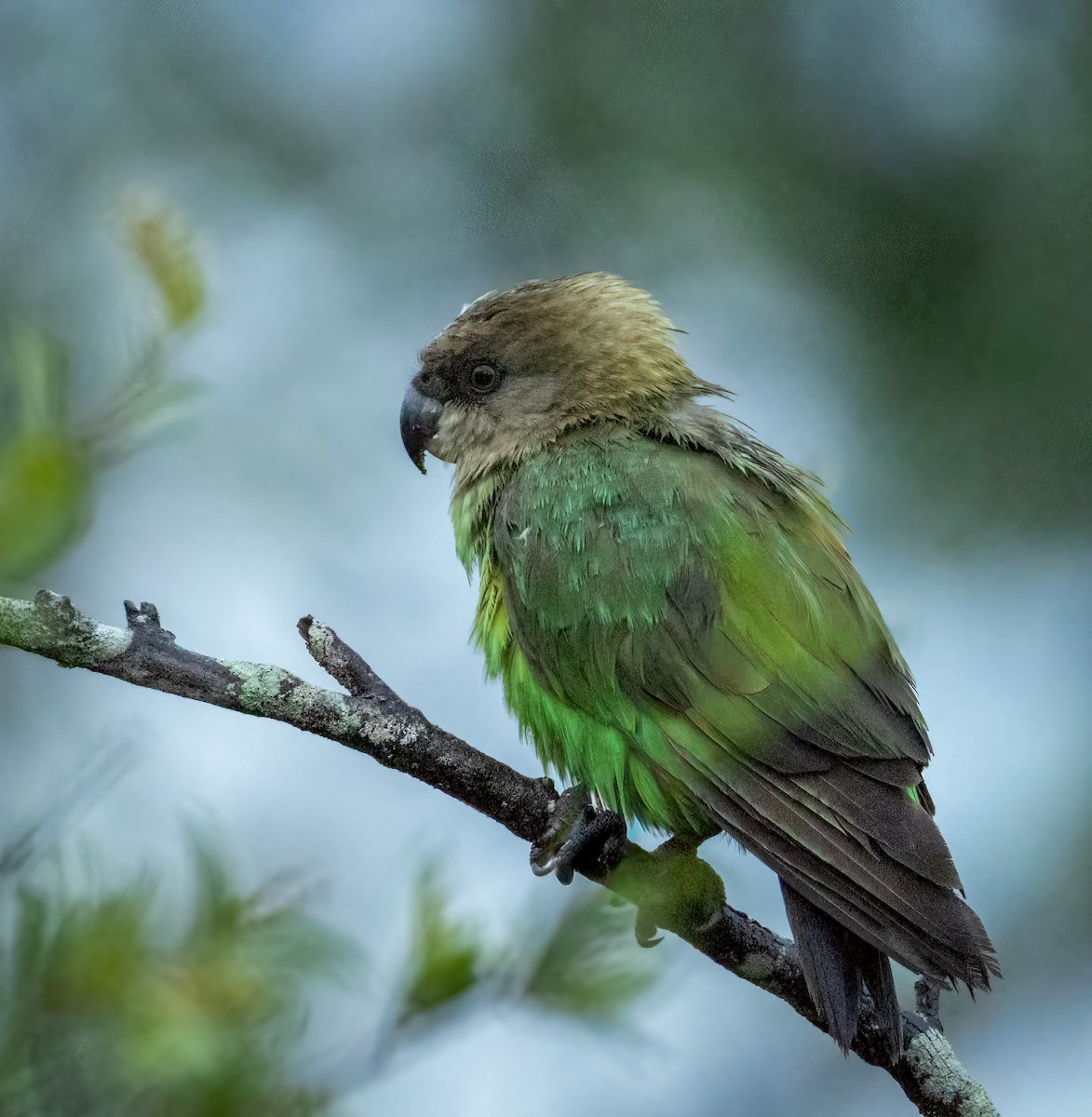 Perroquet à tête brune - ML647307834