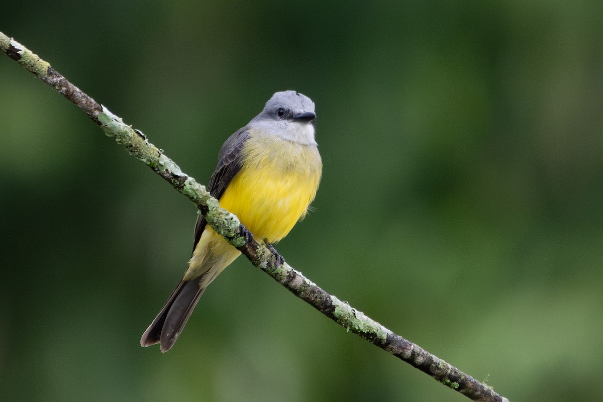 Tyran mélancolique - ML647307839