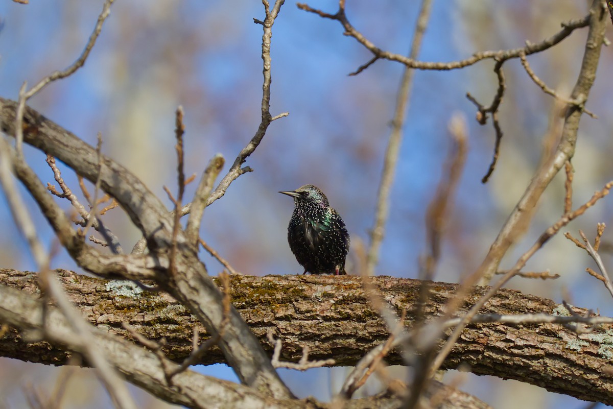 Étourneau sansonnet - ML647307840