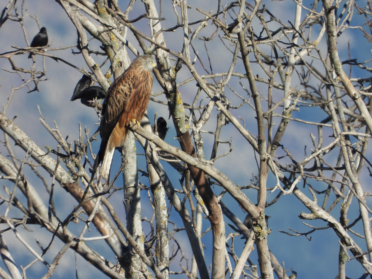 Milan royal (milvus) - ML647307841