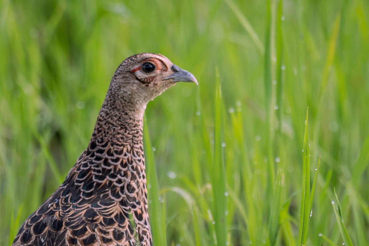 Green Pheasant - ML647307851
