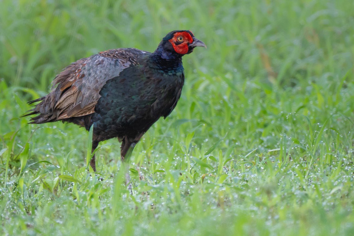 Green Pheasant - ML647307852