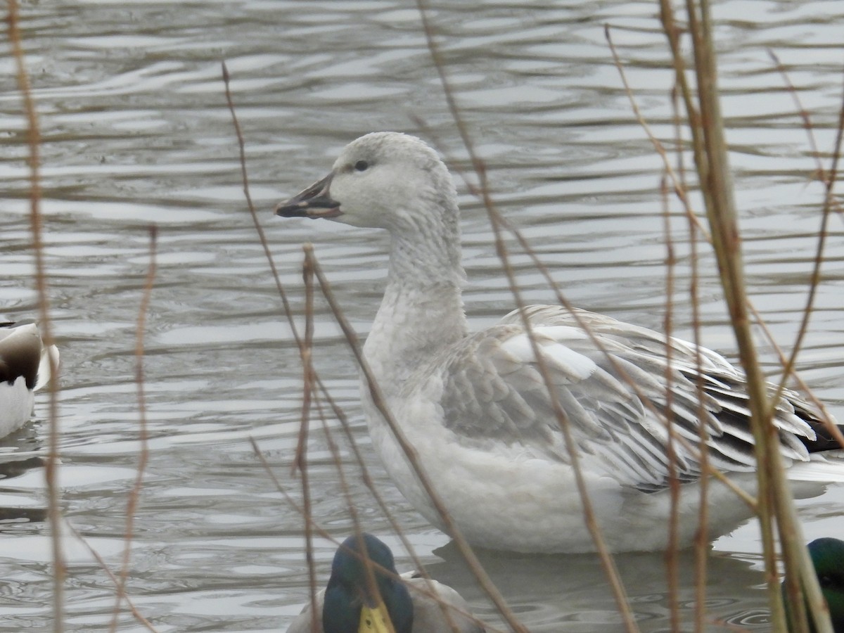 Snow Goose - ML647307854