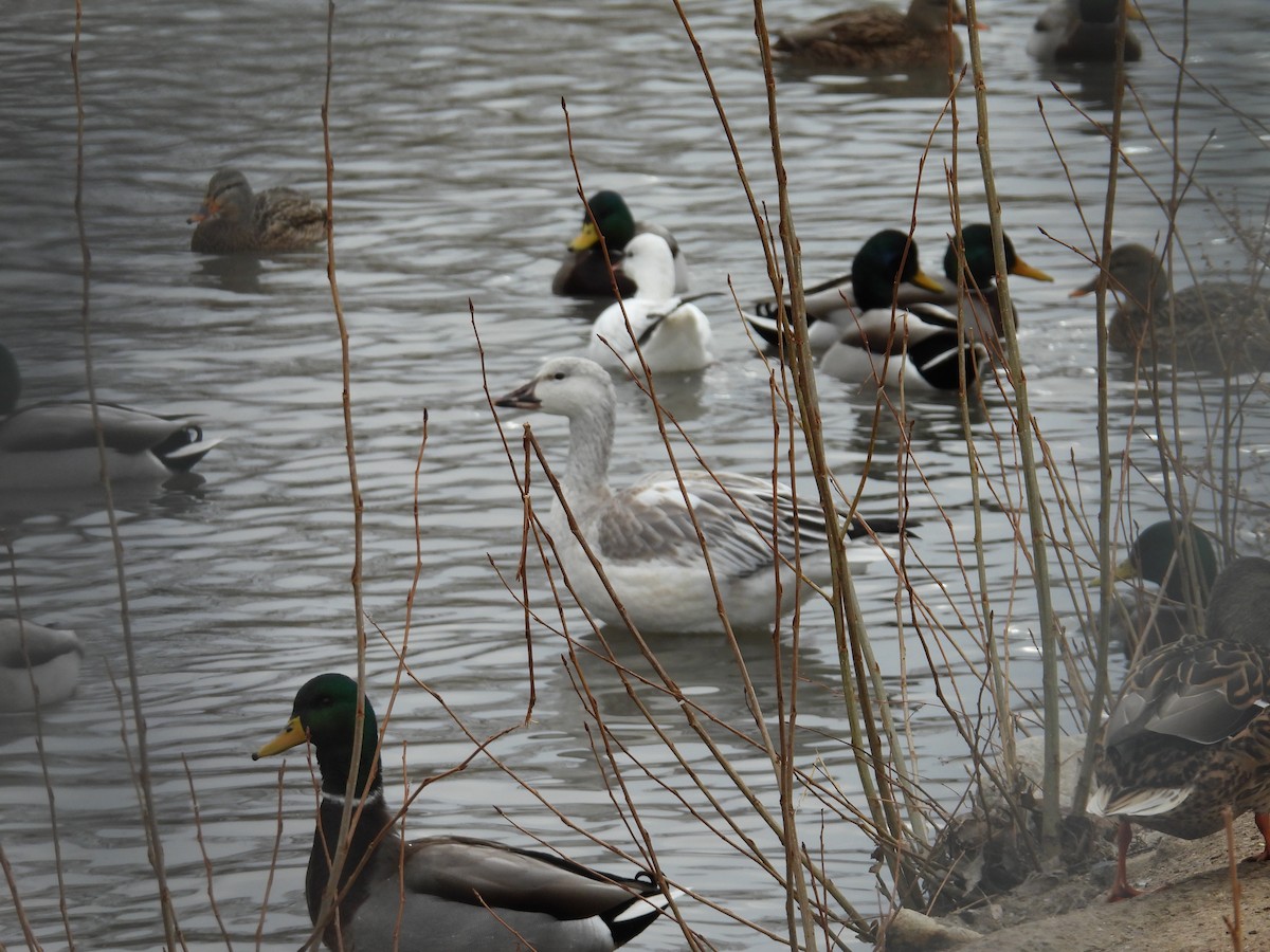 Snow Goose - ML647307857