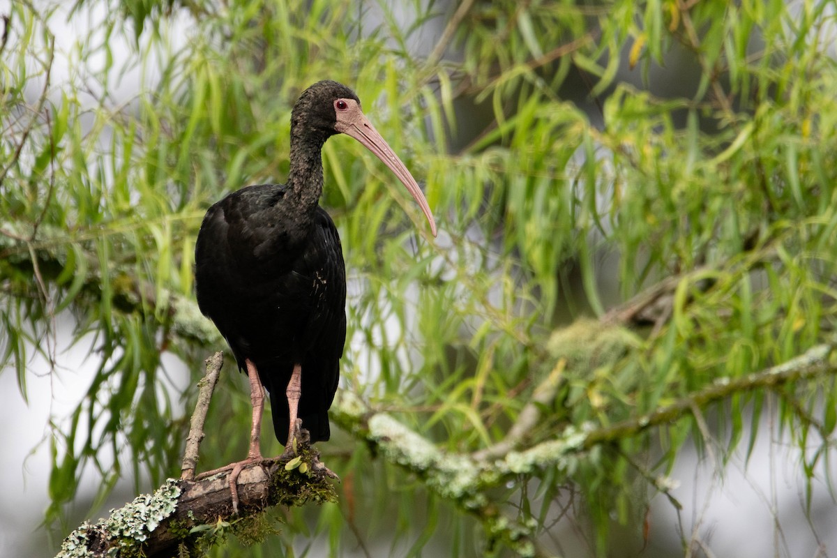 Bare-faced Ibis - ML647307860
