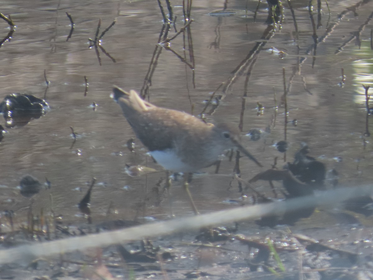 Solitary Sandpiper - ML647307862