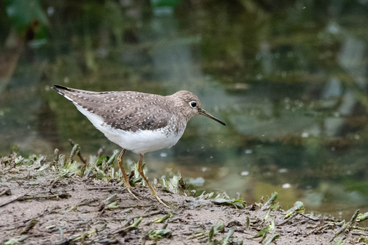 Solitary Sandpiper - ML647307864