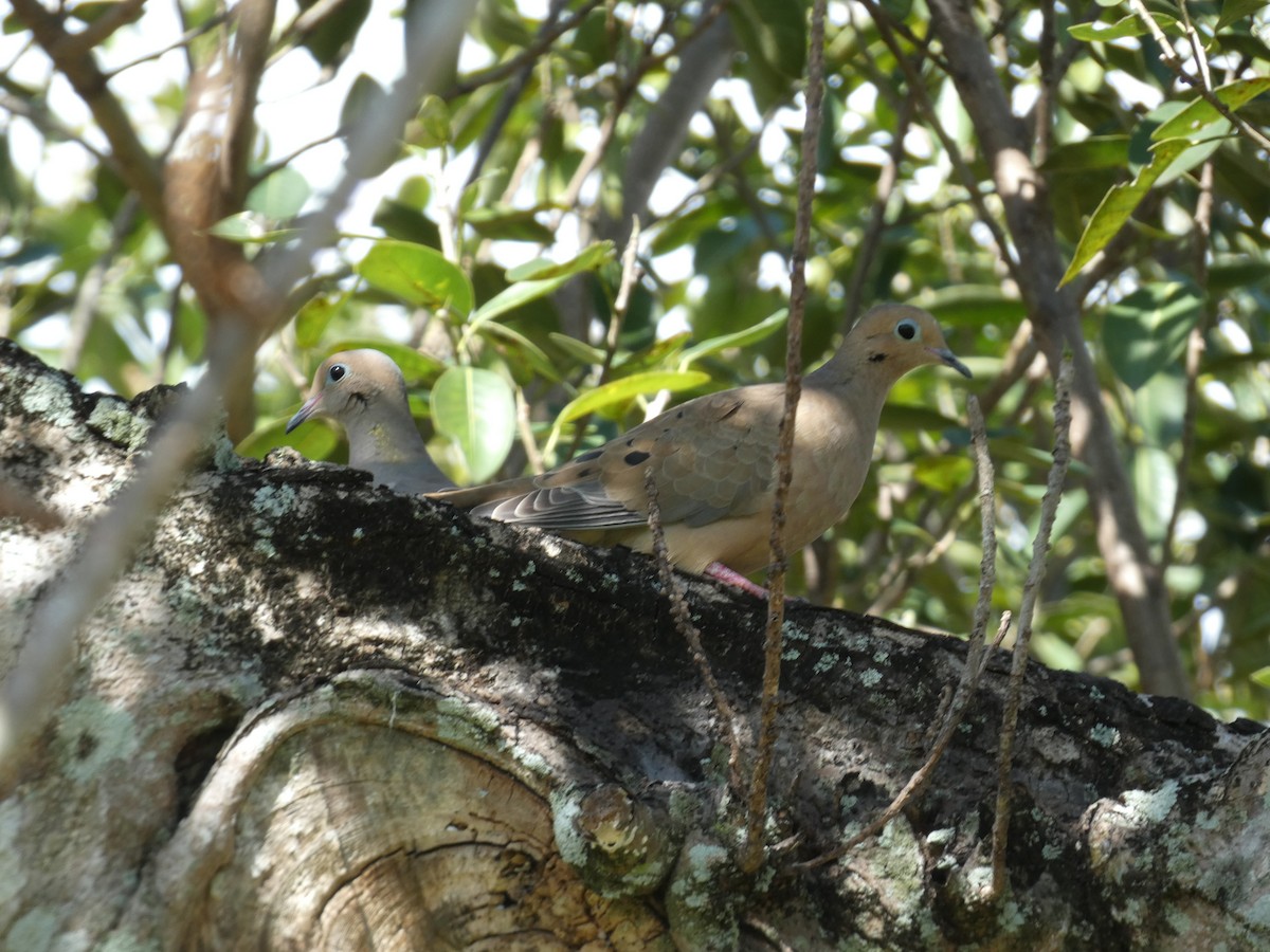 Mourning Dove - ML647307865